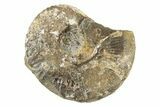 Cretaceous Fossil Ammonite (Hoploscaphities) - South Dakota #242534-1